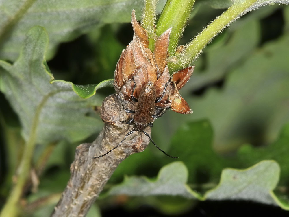 Anaesthetis testacea (Cerambycidae)